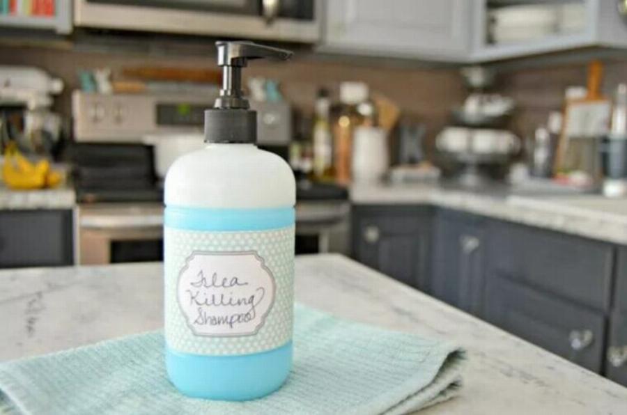 Σπιτικό σπρέι ψύλλων για γάτες: 6 συνταγές που έχουν αξιολογηθεί από κτηνίατρο (με εικόνες)