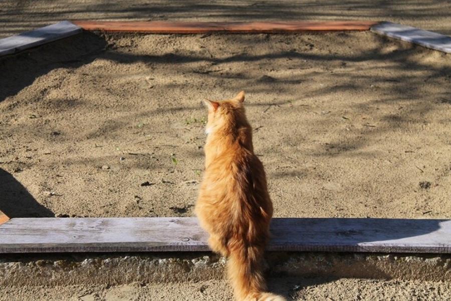 Μπορείτε να σκουπίζετε την άμμο γάτας ενώ είστε έγκυος; 7 συμβουλές εγκεκριμένες από κτηνίατρο