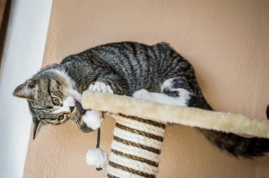 Γιατί η πνευματική διέγερση είναι σημαντική για τις γάτες: Αυτοί είναι οι 15 λόγοι