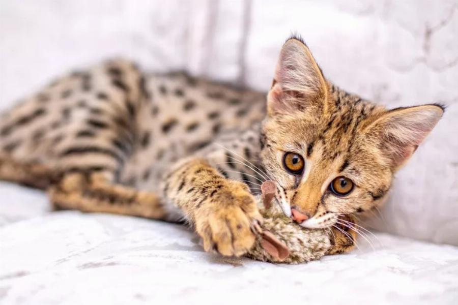 Γάτα Savannah: Όλα όσα θέλετε να γνωρίζετε για αυτές τις μοναδικές γάτες