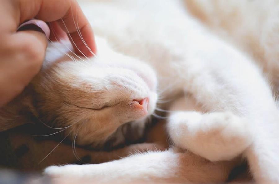 Γιατί η γάτα μου κοιμάται μόνο μαζί μου; Αυτοί είναι οι 5 λόγοι σύμφωνα με κτηνίατρο