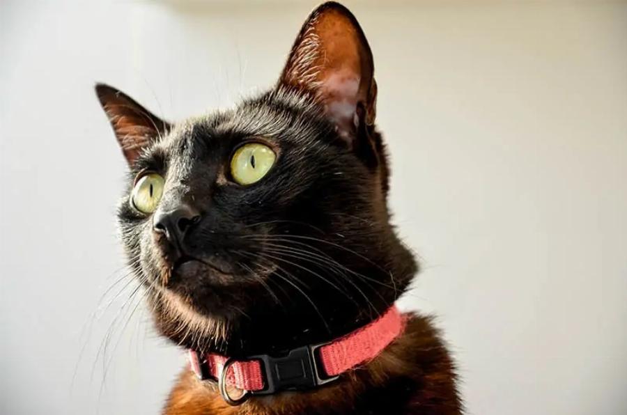 Πώς να φορέσετε ένα κολάρο στη γάτα σας – 5 εύκολα tips
