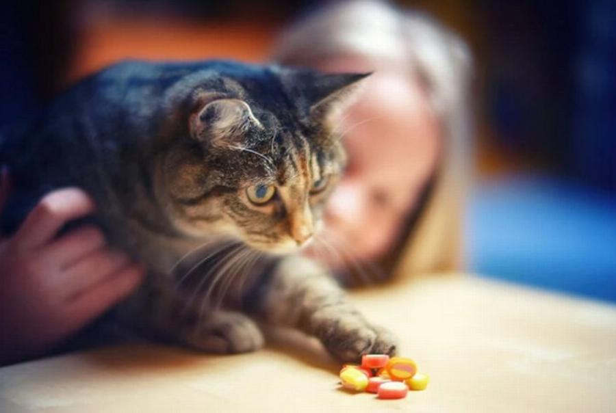 Στις γάτες αρέσουν τα γλυκά & μπορούν να τα γευτούν; Εγκεκριμένες από κτηνίατρο πληροφορίες & συμβουλές ασφαλείας