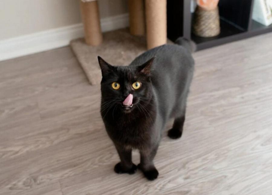 Στις γάτες αρέσουν τα γλυκά & μπορούν να τα γευτούν; Εγκεκριμένες από κτηνίατρο πληροφορίες & συμβουλές ασφαλείας