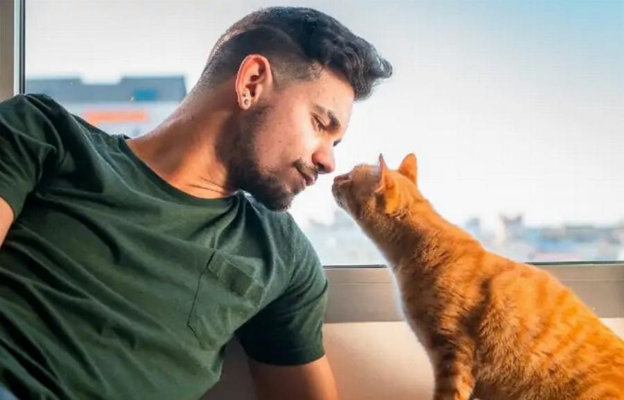 Αναπαραγωγή των αιλουροειδών: Πότε οι αρσενικές γάτες γίνονται σεξουαλικά ενεργές;