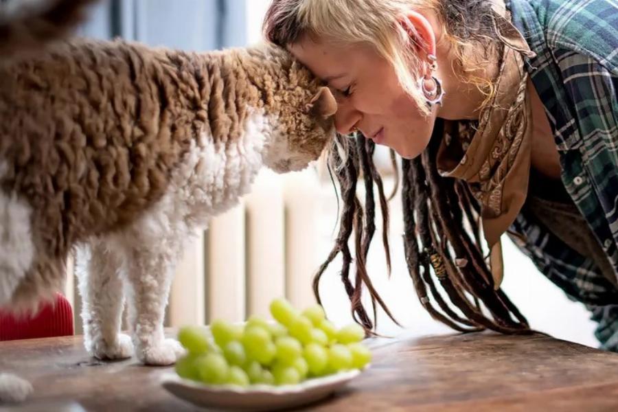 Selkirk Rex: Βραβευμένη για το ασυνήθιστο τρίχωμά της, θα την λατρέψετε σίγουρα