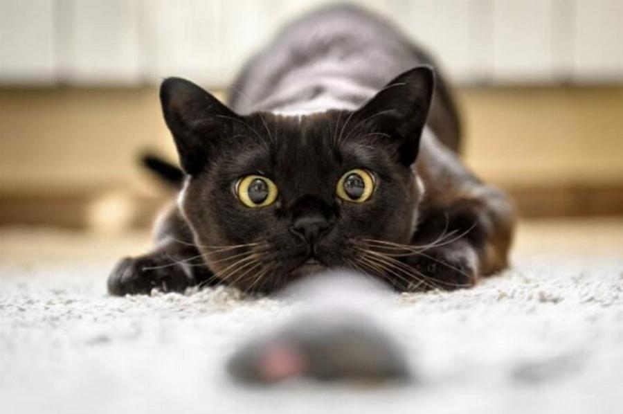 Πώς κυνηγούν οι γάτες τα ποντίκια; Περιγραφή βήμα-προς-βήμα