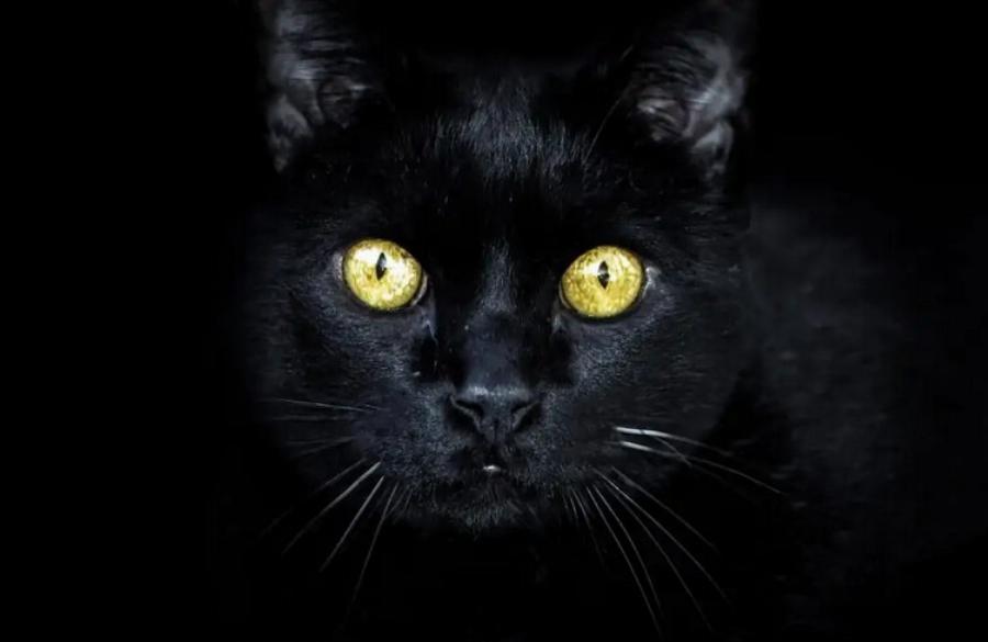 Είναι αλήθεια ότι οι γάτες προστατεύουν από φαντάσματα και πνεύματα; Ο μύθος αποκαλύπτεται