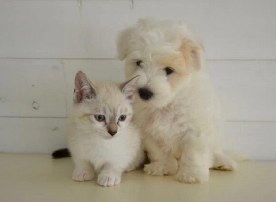 Πώς να γνωρίσετε ένα κουτάβι σε γάτες: 10 συμβουλές από ειδικούς