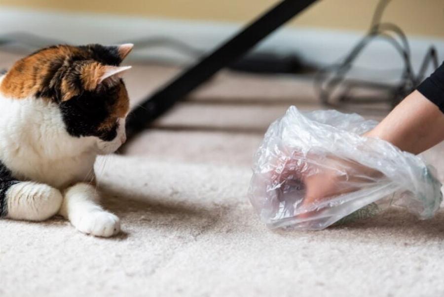 Όλες οι γάτες έχουν τριχόμπαλες; Πληροφορίες & Συχνές ερωτήσεις για την υγεία των αιλουροειδών