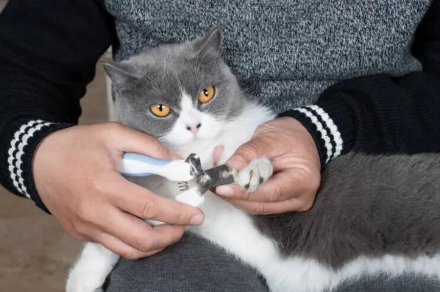 Μπορείτε να χρησιμοποιήσετε το νυχοκόπτη του σκύλου σας σε γάτες; Εγκεκριμένες από κτηνίατρο πληροφορίες & οδηγός