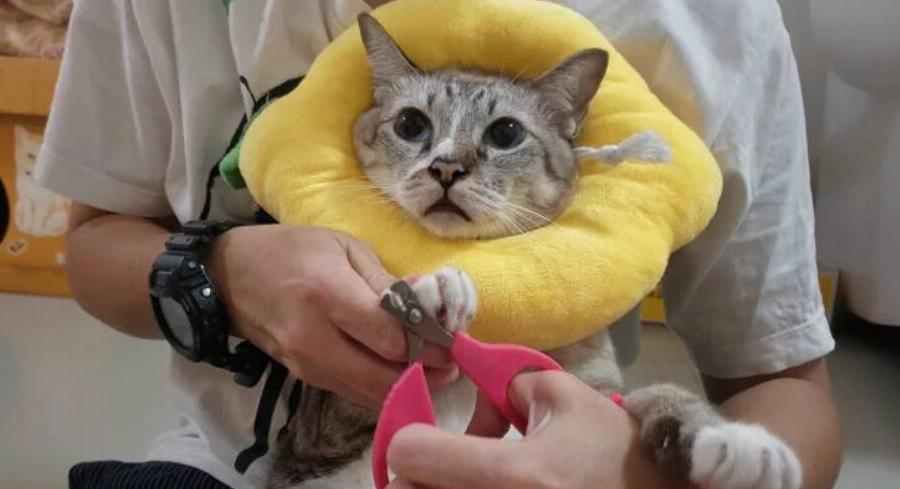 Μπορείτε να χρησιμοποιήσετε το νυχοκόπτη του σκύλου σας σε γάτες; Εγκεκριμένες από κτηνίατρο πληροφορίες & οδηγός