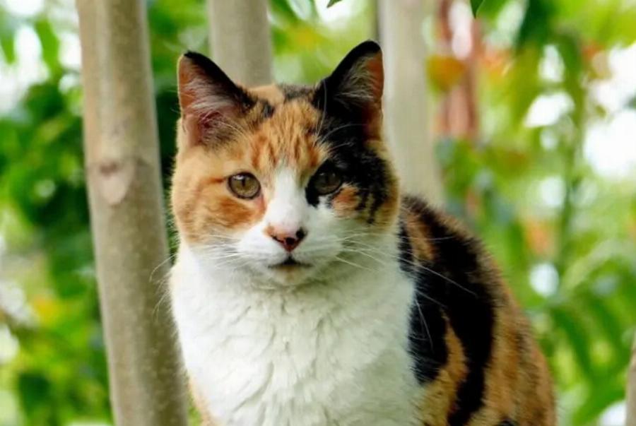 Είναι όλες οι γάτες Calico θηλυκές; Ενδιαφέροντες πληροφορίες για τις γάτες