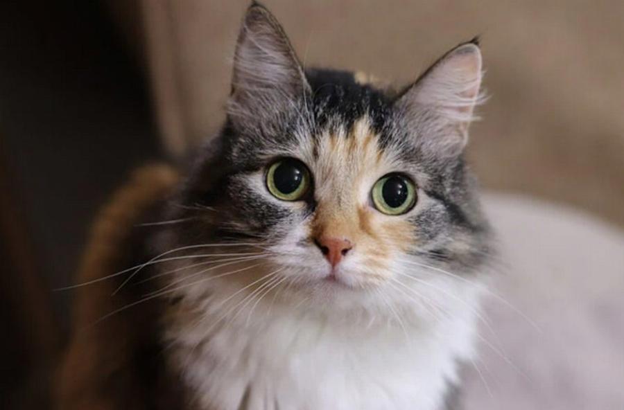 Είναι όλες οι γάτες Calico θηλυκές; Ενδιαφέροντες πληροφορίες για τις γάτες