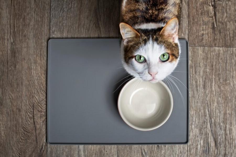 Πόσες ημέρες μπορούν οι γάτες να μείνουν χωρίς τροφή; Πληροφορίες και συμβουλές από κτηνίατρο