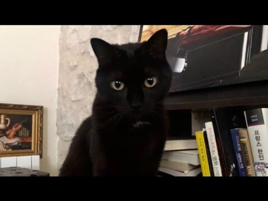 Πώς να δροσίσετε τη γάτα σας: Συμβουλές ασφάλειας για το καλοκαίρι & πώς να αποφύγετε την υπερθέρμανση