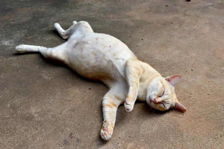 Πώς να καταλάβετε αν η γάτα σας νιώθει μοναξιά – 7 σημάδια που πρέπει να προσέξετε