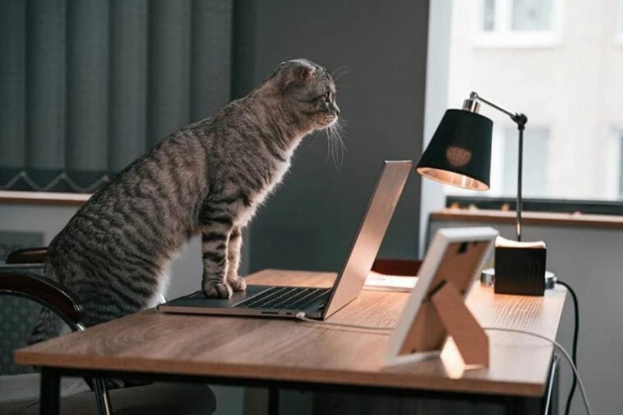 Πόσο έξυπνες είναι οι γάτες; Ένας κτηνίατρός μας εξηγεί