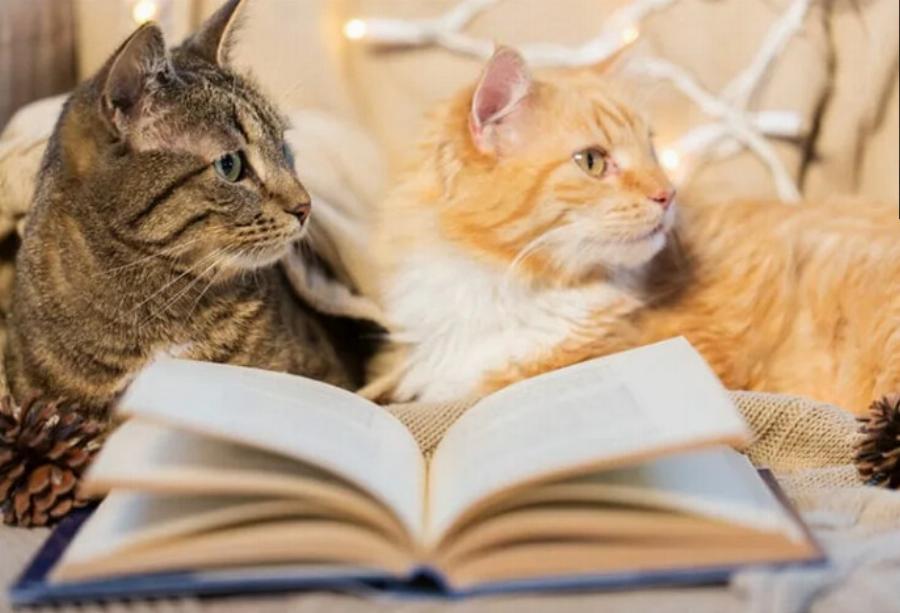 Πόσο έξυπνες είναι οι γάτες; Ένας κτηνίατρός μας εξηγεί