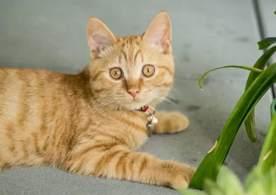 7 εντυπωσιακές πληροφορίες για τις γάτες Tabby: Γενετική, χαρακτηριστικά & ιστορία