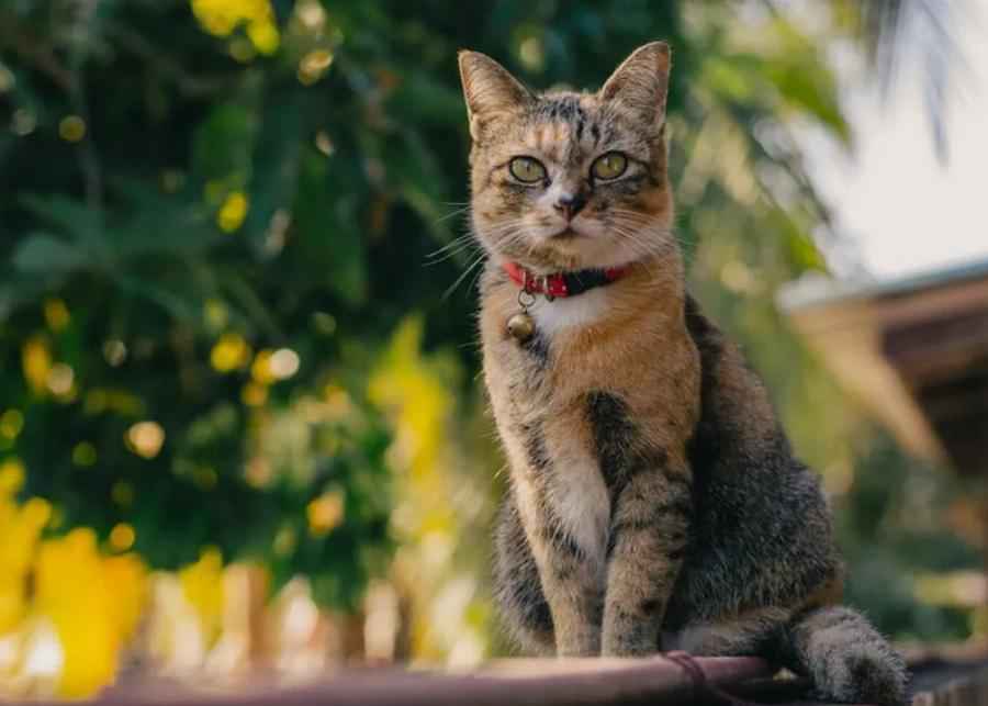 7 εντυπωσιακές πληροφορίες για τις γάτες Tabby: Γενετική, χαρακτηριστικά & ιστορία