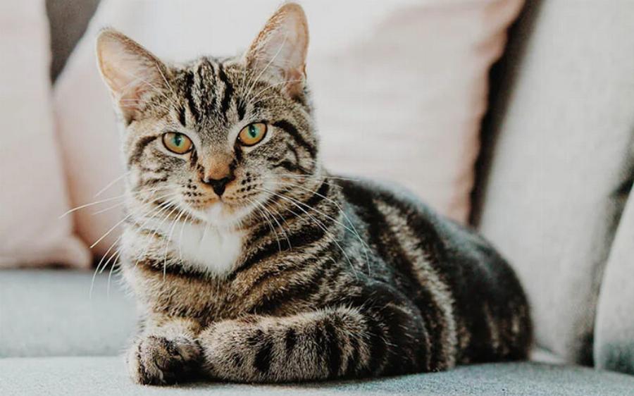 7 εντυπωσιακές πληροφορίες για τις γάτες Tabby: Γενετική, χαρακτηριστικά & ιστορία