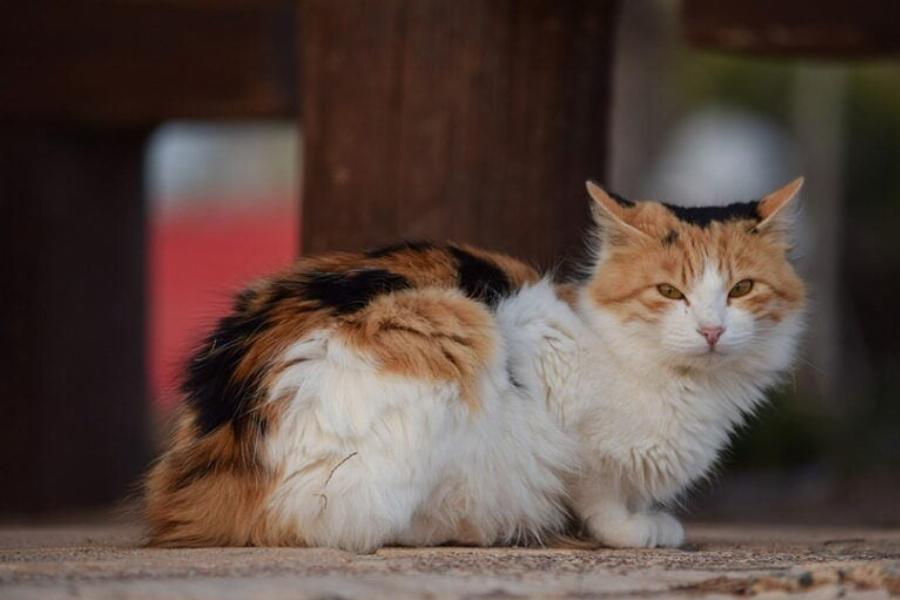 Πώς να σταματήσετε τις γάτες από το να σκοτώνουν πουλιά: 7 πιθανοί τρόποι