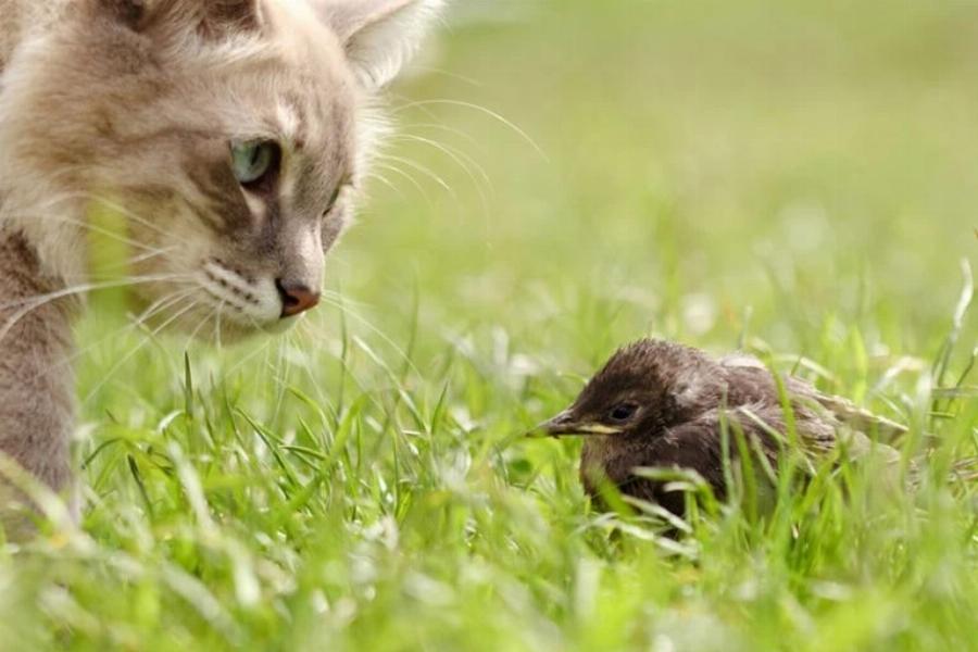 Πώς να σταματήσετε τις γάτες από το να σκοτώνουν πουλιά: 7 πιθανοί τρόποι