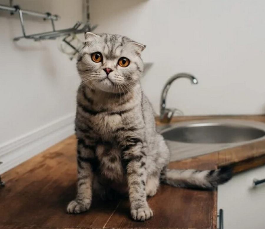 Μπορούν οι γάτες να φάνε πουρέ πατάτας; Πληροφορίες που έχουν αξιολογηθεί από κτηνίατρο