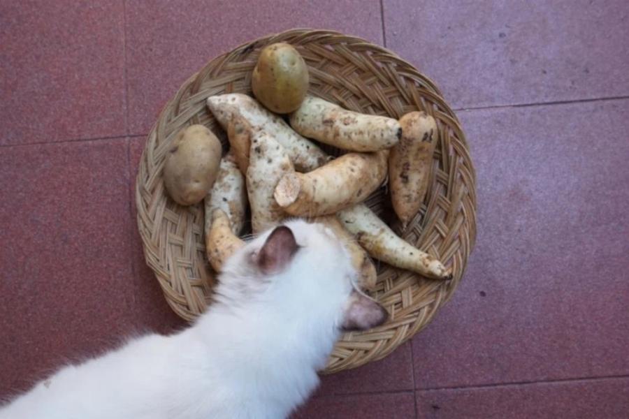 Μπορούν οι γάτες να φάνε πουρέ πατάτας; Πληροφορίες που έχουν αξιολογηθεί από κτηνίατρο