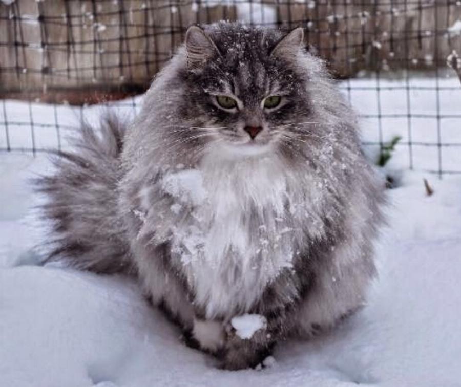 Γνωρίστε τις παχουλές, χνουδωτές, όμορφες γάτες της Σιβηρίας!
