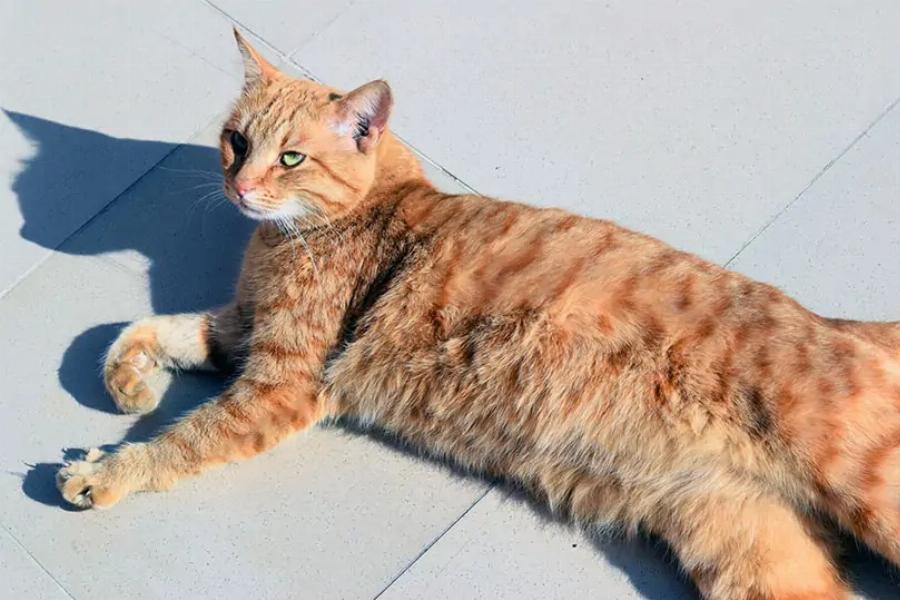 Ποια θερμοκρασία είναι υπερβολικά υψηλή για τη γάτα μου; Πληροφορίες από κτηνίατρο