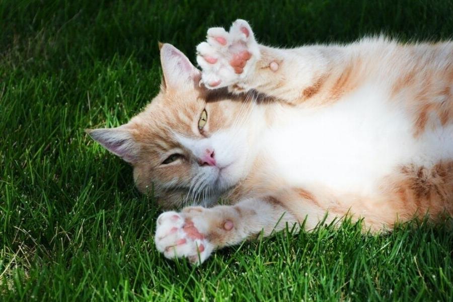 Ποια θερμοκρασία είναι υπερβολικά υψηλή για τη γάτα μου; Πληροφορίες από κτηνίατρο