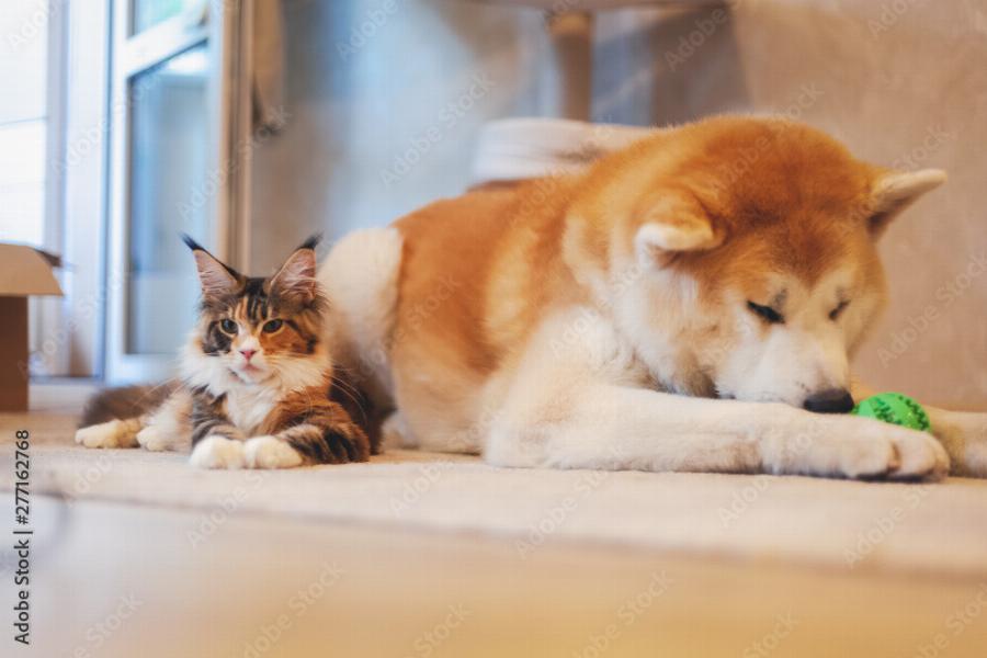 Τα πάνε καλά οι γάτες με τα σκυλιά Ακίτα; 4 συμβουλές & σημάδια επιτυχίας