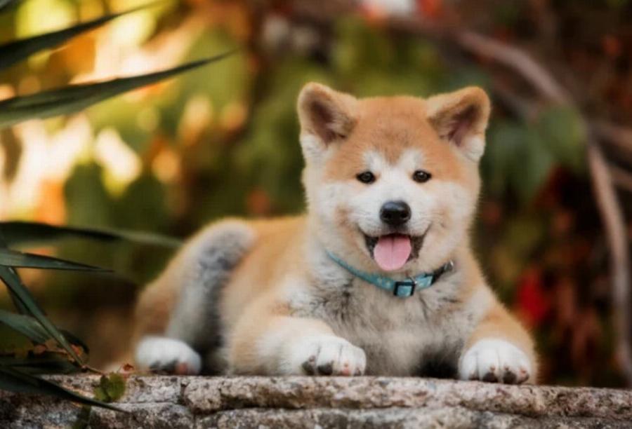 Τα πάνε καλά οι γάτες με τα σκυλιά Ακίτα; 4 συμβουλές & σημάδια επιτυχίας