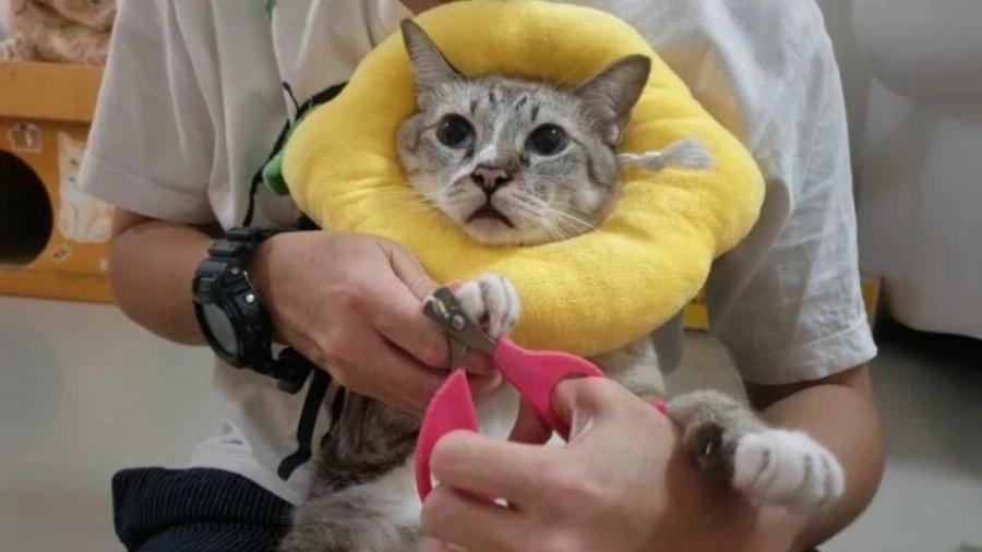 Μπορείτε να χρησιμοποιήσετε το νυχοκόπτη του σκύλου σας σε γάτες; Πληροφορίες & οδηγός