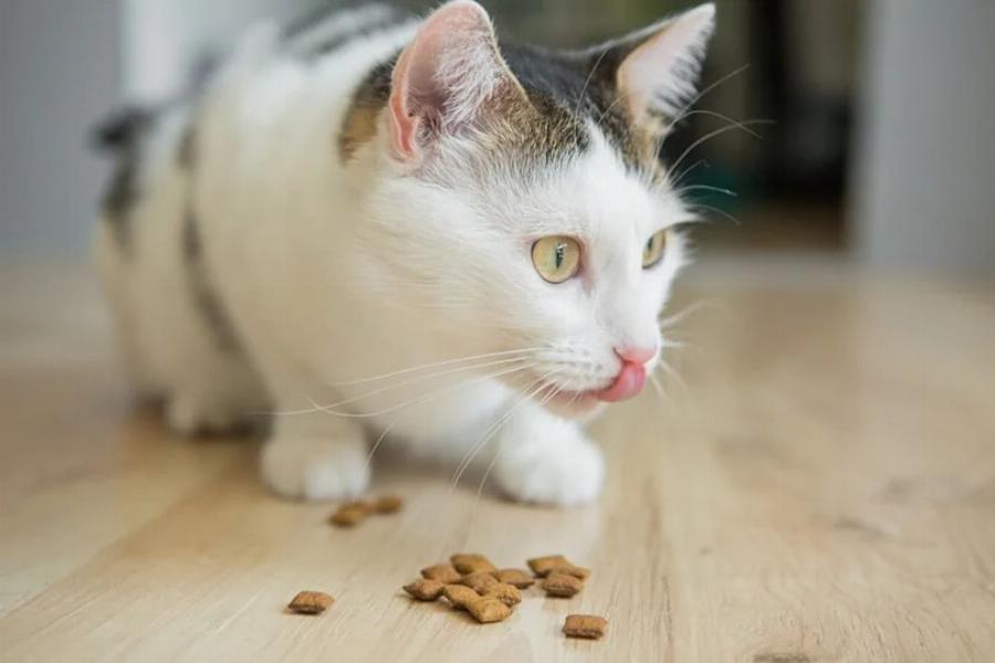 Γιατί η γάτα μου βγάζει το φαγητό από το μπολ της για να φάει; Αυτοί είναι οι 4 λόγοι