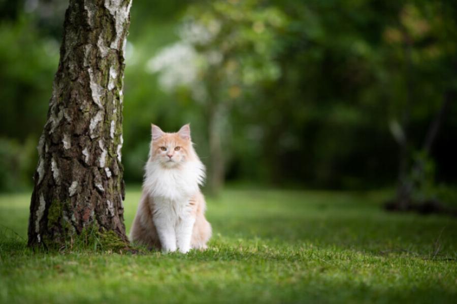 Να αφήσω τη γάτα μου έξω; Πλεονεκτήματα, μειονεκτήματα και συμβουλές για ασφάλεια