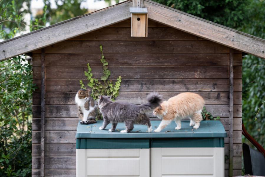 Να αφήσω τη γάτα μου έξω; Πλεονεκτήματα, μειονεκτήματα και συμβουλές για ασφάλεια