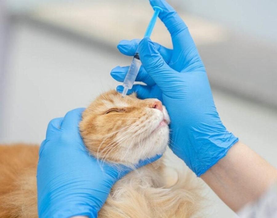 Γιατί οι γάτες έχουν εκκρίσεις στα μάτια; Εγκεκριμένες από κτηνίατρο πληροφορίες & Συχνές ερωτήσεις