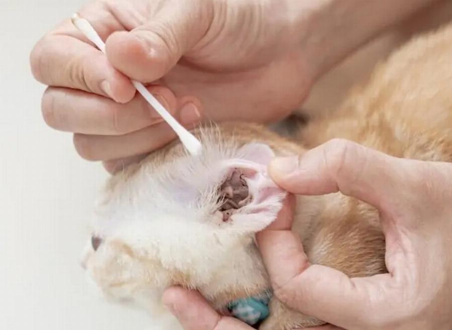 Μπορούν οι άνθρωποι να προσβληθούν από ακάρεα αυτιών από τις γάτες τους; Εγκεκριμένες από κτηνίατρο πληροφορίες