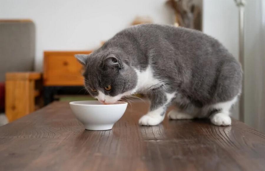 Μπορούν οι γάτες να φάνε δαμάσκηνα; Διατροφικά στοιχεία & Συχνές ερωτήσεις