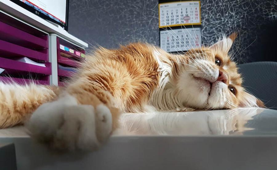 Γιατί η γάτα μου είναι ξαφνικά επιλεκτική στο φαγητό; 9 λόγοι σύμφωνα με κτηνίατρο