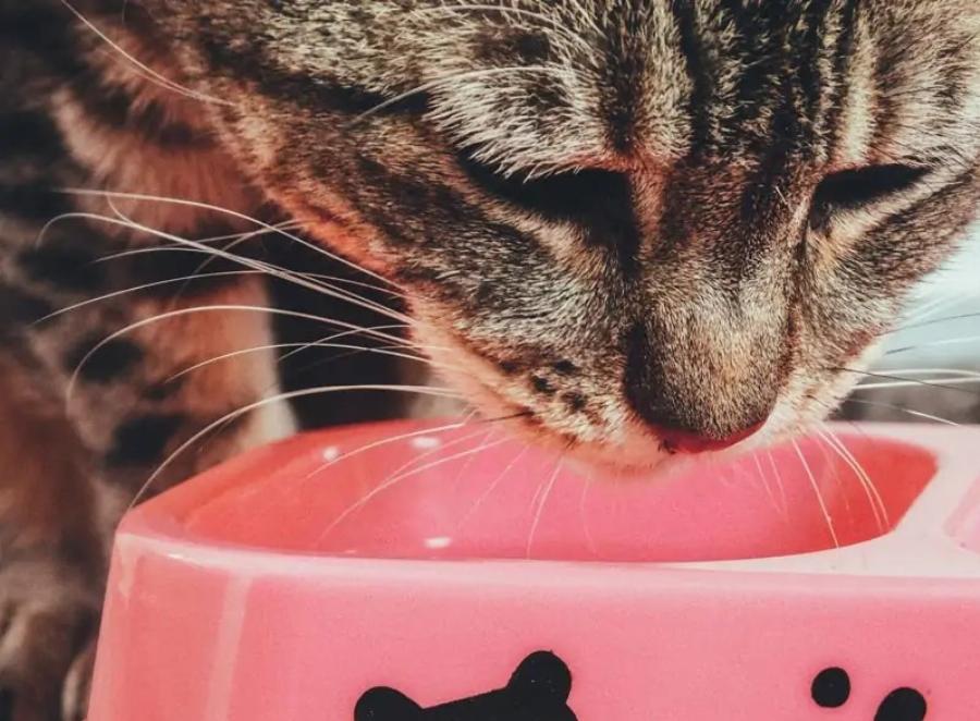 Γιατί η γάτα μου είναι ξαφνικά επιλεκτική στο φαγητό; 9 λόγοι σύμφωνα με κτηνίατρο