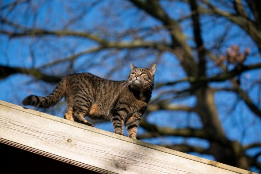 Να αφήσω τη γάτα μου έξω; Πλεονεκτήματα, μειονεκτήματα και συμβουλές για ασφάλεια