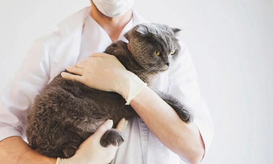 Ποιος καρδιακός ρυθμός είναι φυσιολογικός για μια γάτα; Συμβουλές από κτηνίατρο