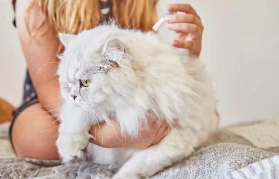 8 Φυσικές σπιτικές θεραπείες για τους ψύλλους της γάτας: Συνταγές & Ιδέες που έχουν αξιολογηθεί από κτηνίατρο