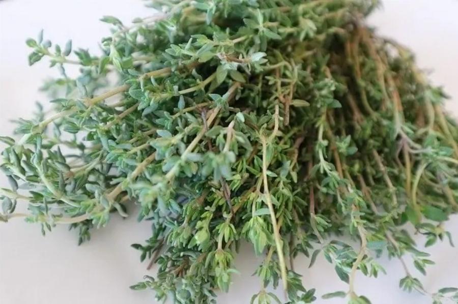 12 βότανα που είναι ασφαλή για τις γάτες σύμφωνα με έναν κτηνίατρο