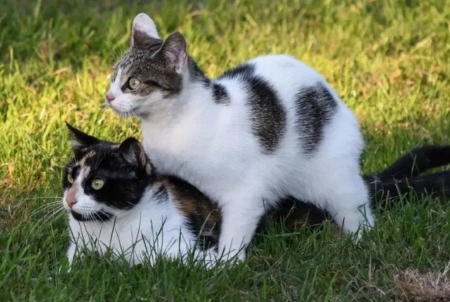 Αναπαραγωγή των αιλουροειδών: Πότε οι αρσενικές γάτες γίνονται σεξουαλικά ενεργές;