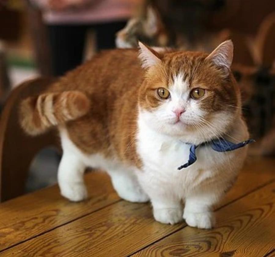 Γάτα Munchkin: Όλα όσα θέλεις να ξέρεις για αυτό το μοναδικό πλάσμα